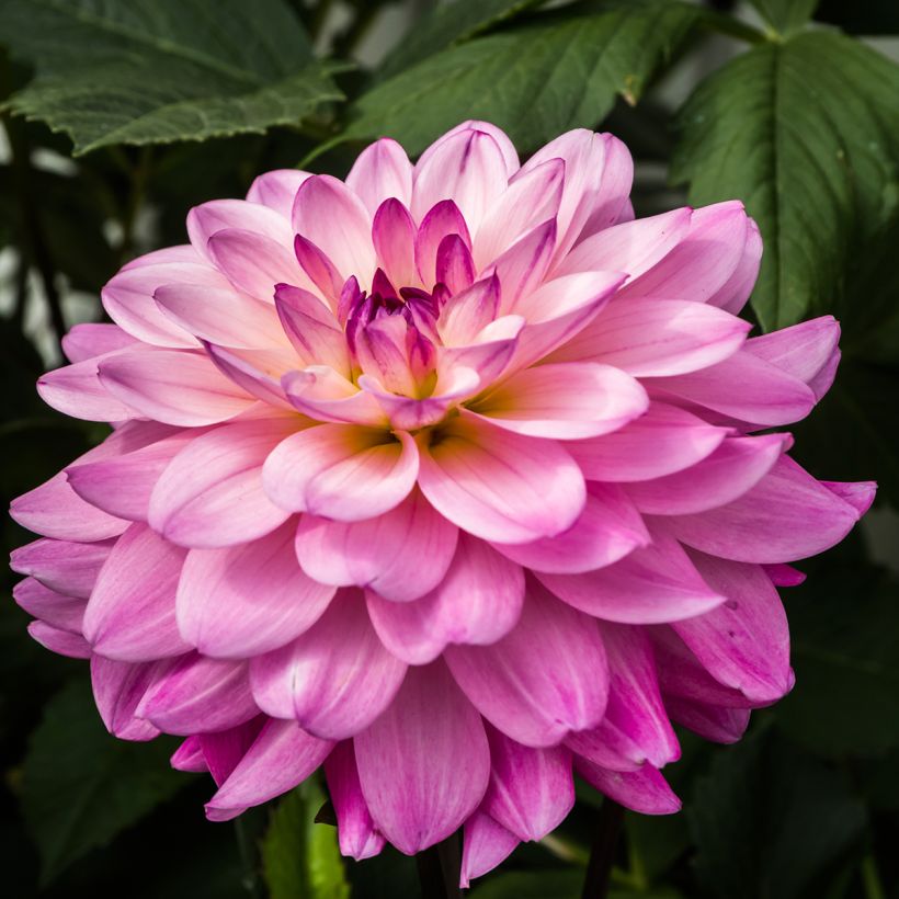 Dahlia Karma Prospero (Flowering)