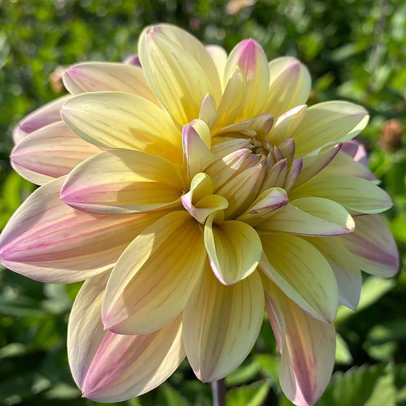Dahlia Mondriaan (Flowering)