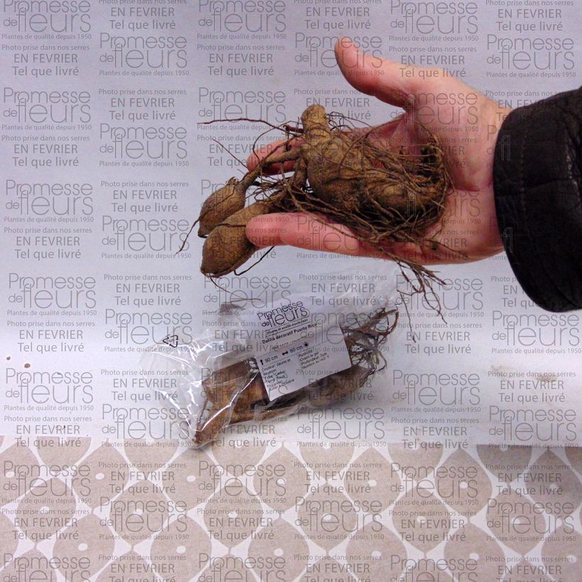Example of Dahlia Puerto Rico specimen as delivered