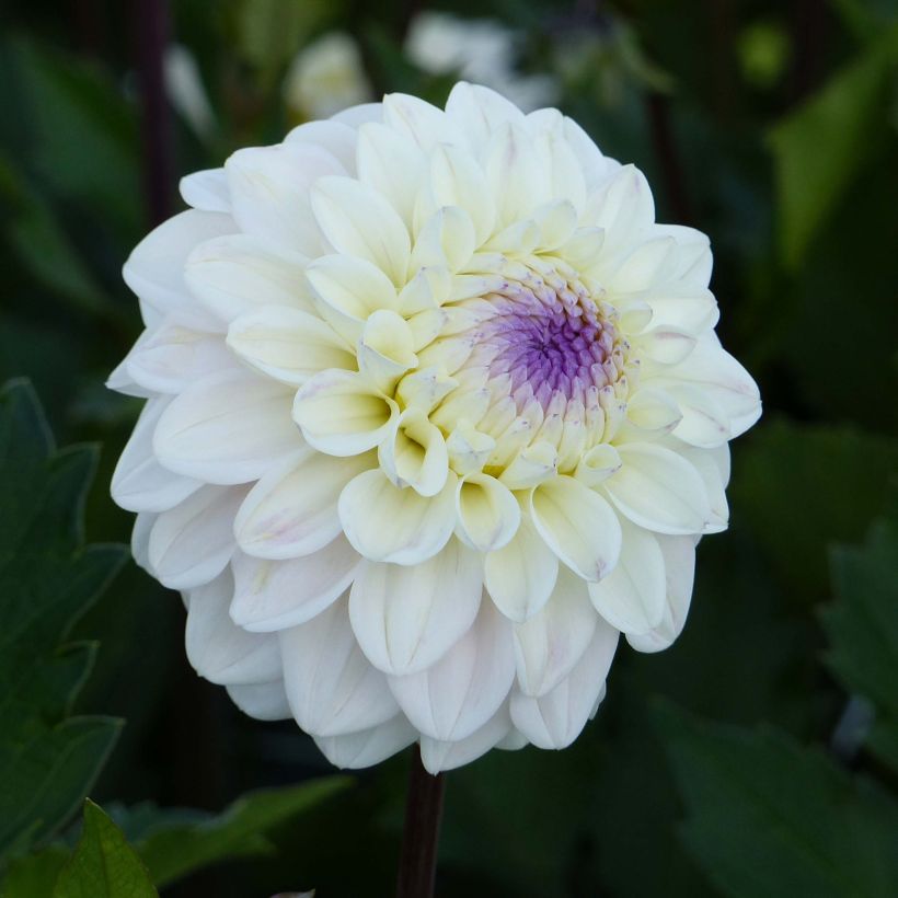 Dahlia Seniors White (Flowering)