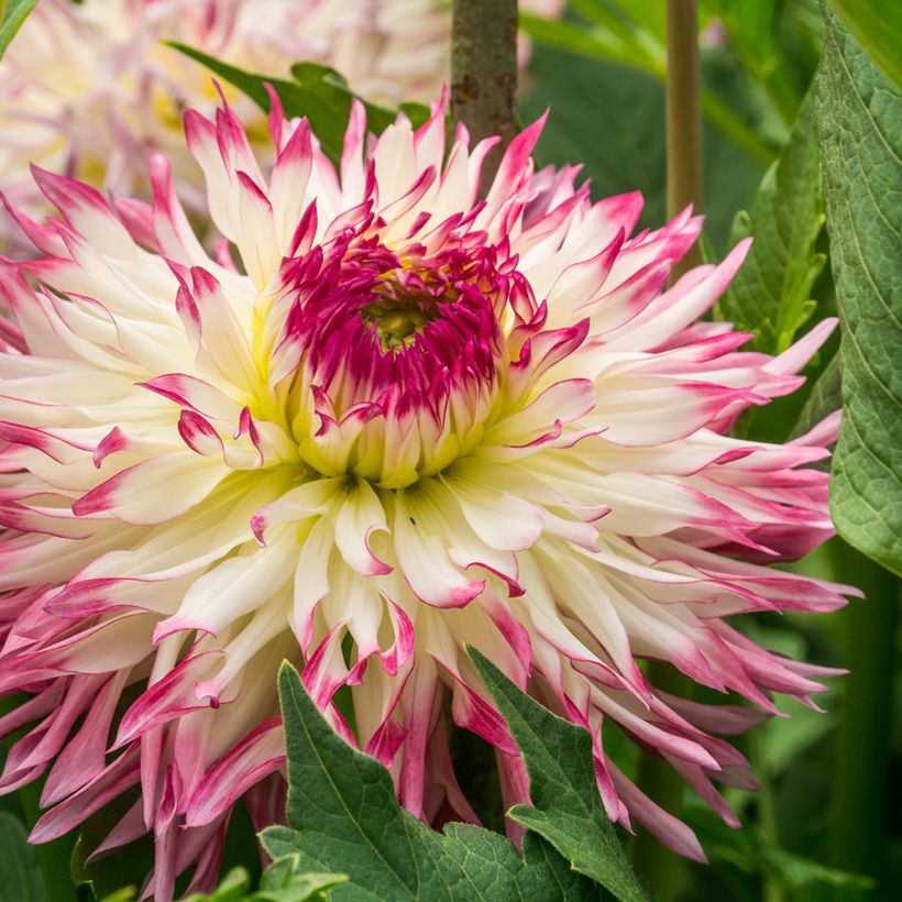 Dahlia Caproz Josephine (Flowering)