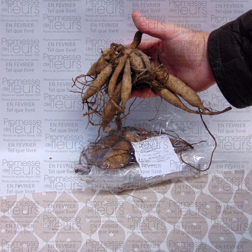 Example of Dahlia géant Bodacious Bulbe specimen as delivered