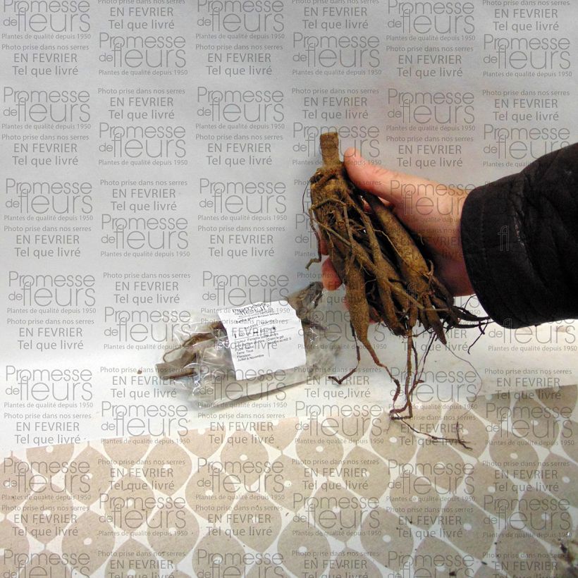 Example of Dahlia Bristol Stripe specimen as delivered