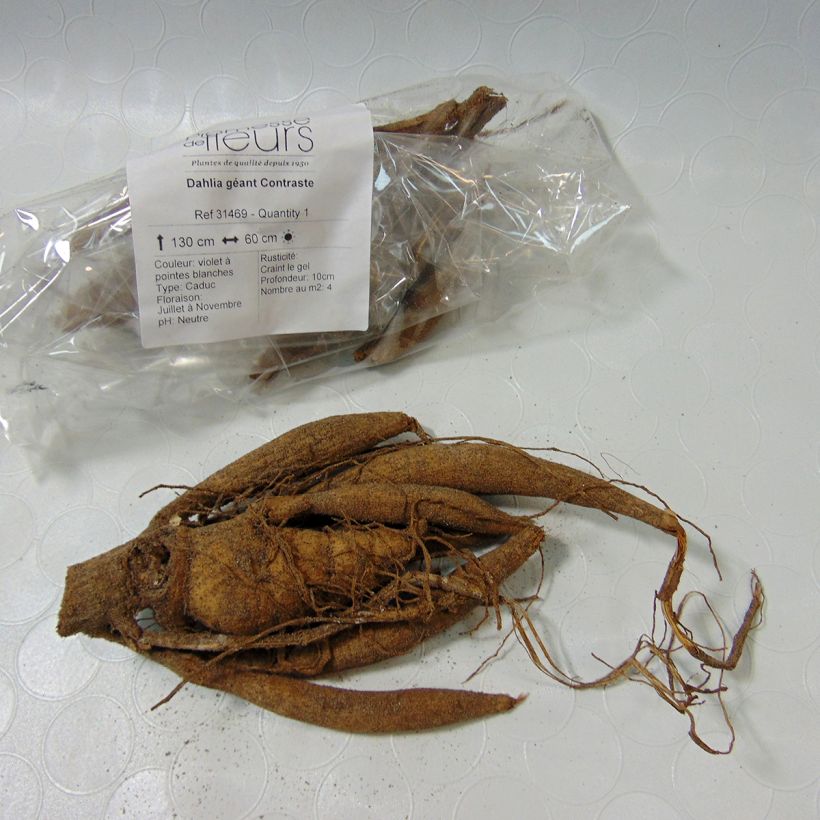 Example of Dahlia Contraste specimen as delivered