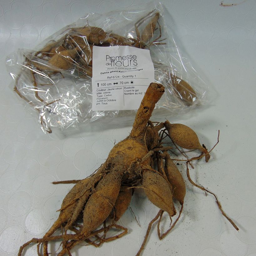 Example of Dahlia Kelvin Floodlight specimen as delivered