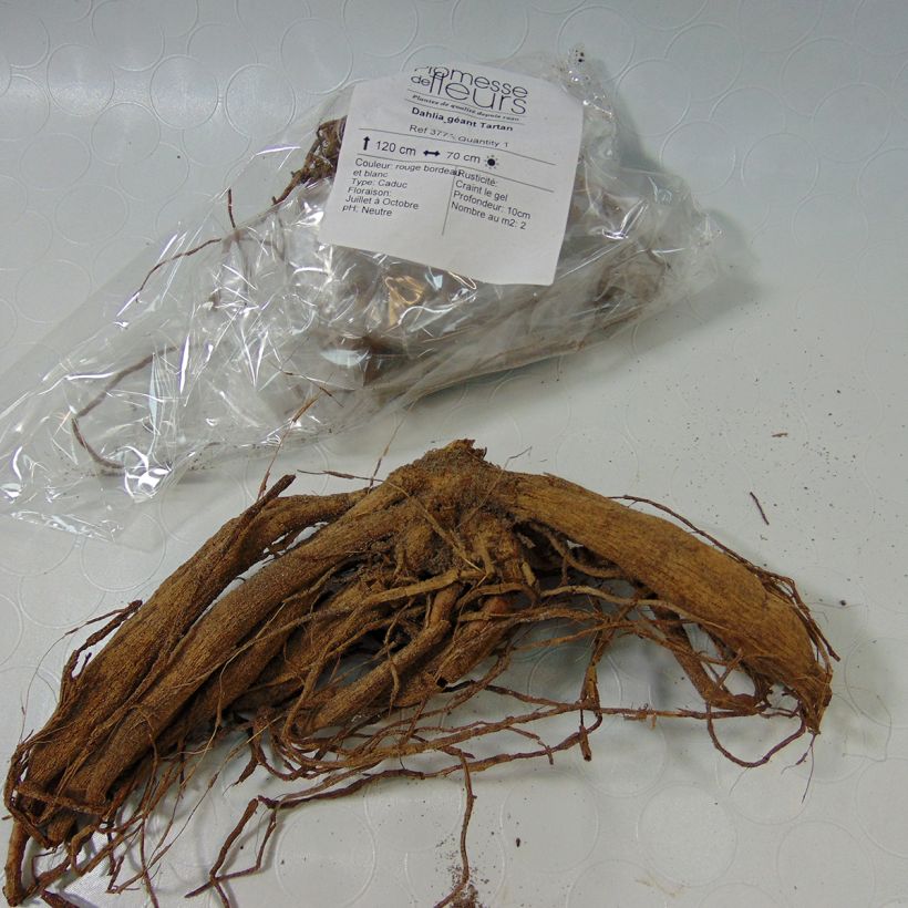 Example of Dahlia Tartan specimen as delivered