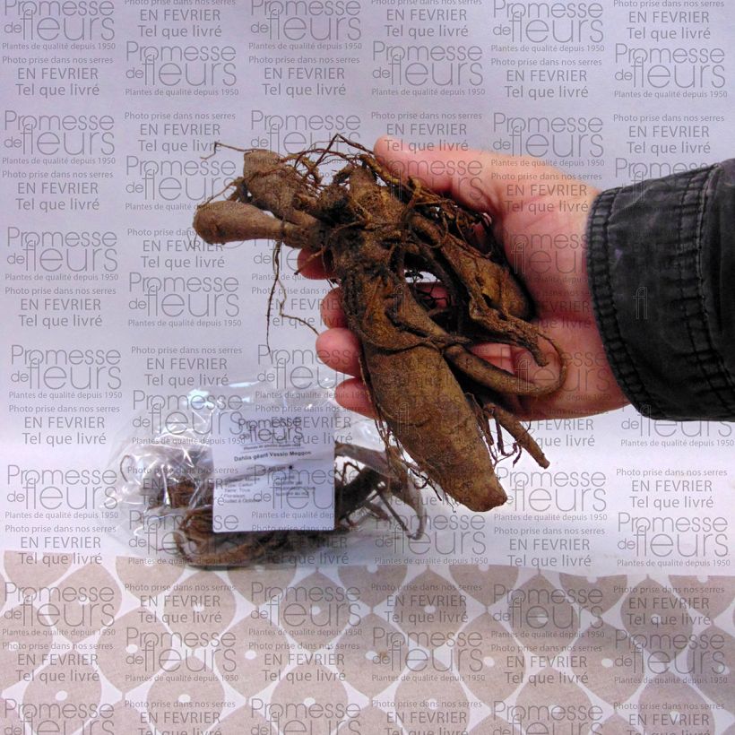 Example of Dahlia Vassio Meggos specimen as delivered