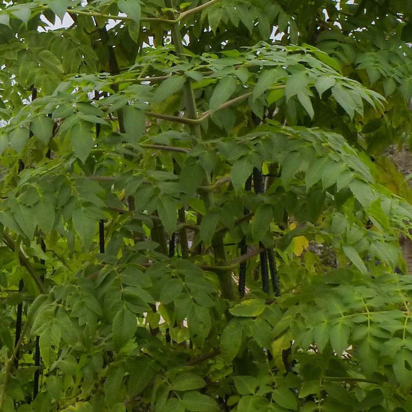 Dahlia imperialis - Giant Dahlia (Foliage)