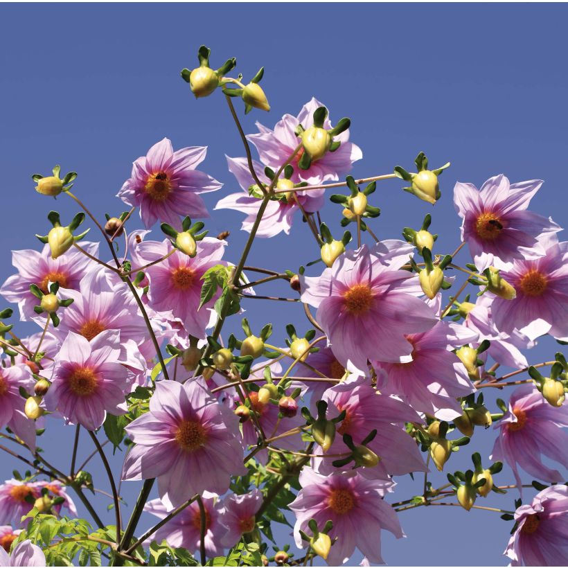 Dahlia imperialis - Giant Dahlia (Flowering)
