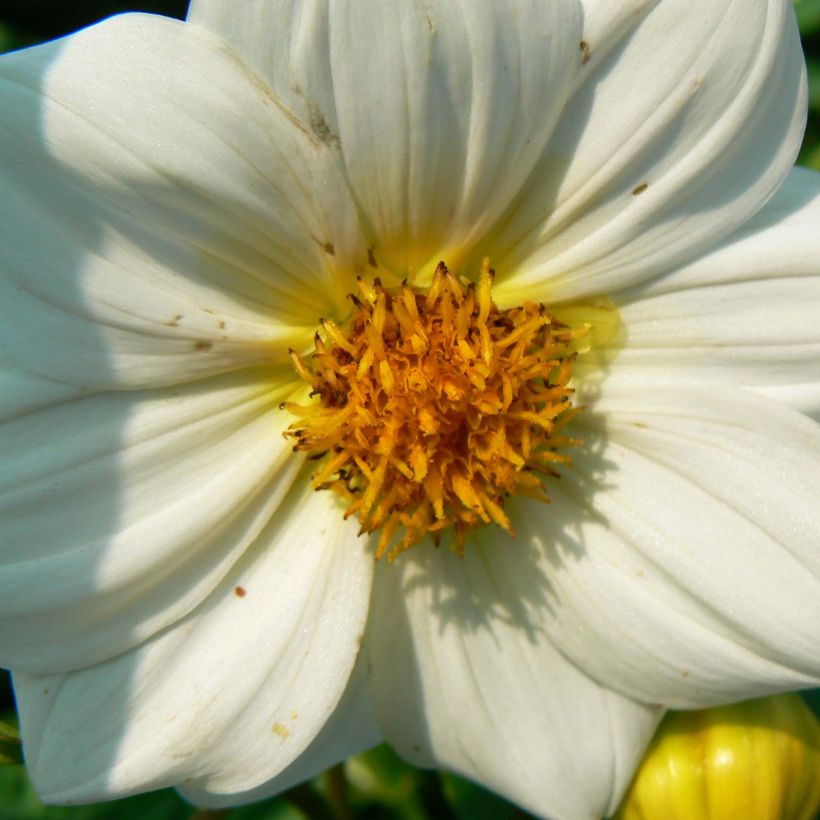 Dahlia Sneezy (Flowering)