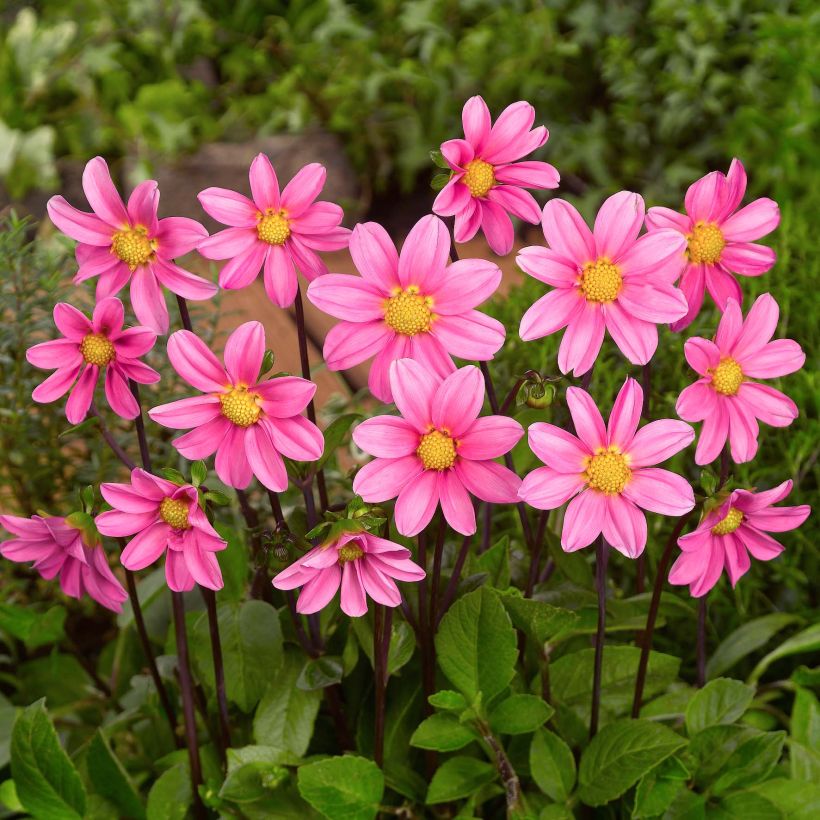 Dahlia Topmix Pink (Flowering)