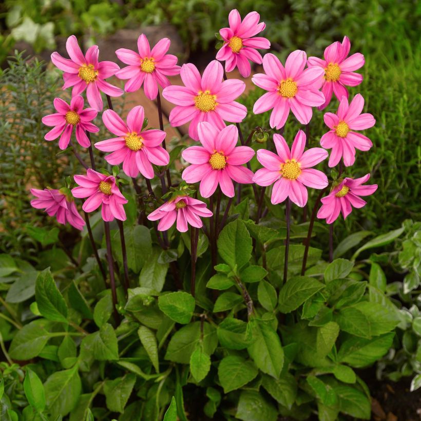 Dahlia Topmix Pink (Plant habit)