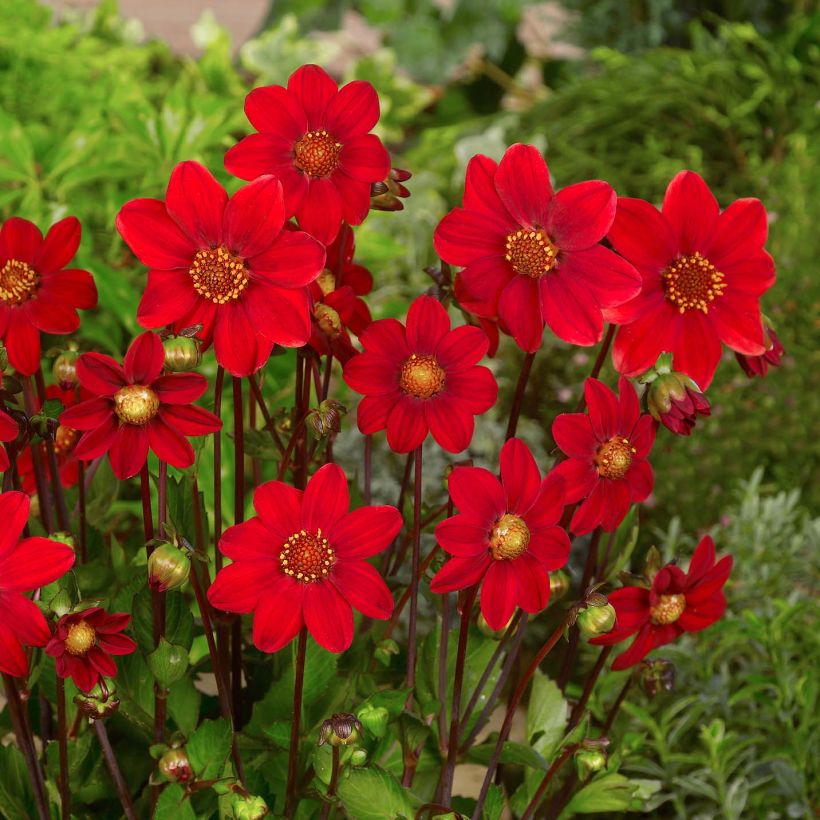 Dahlia Topmix Red (Flowering)