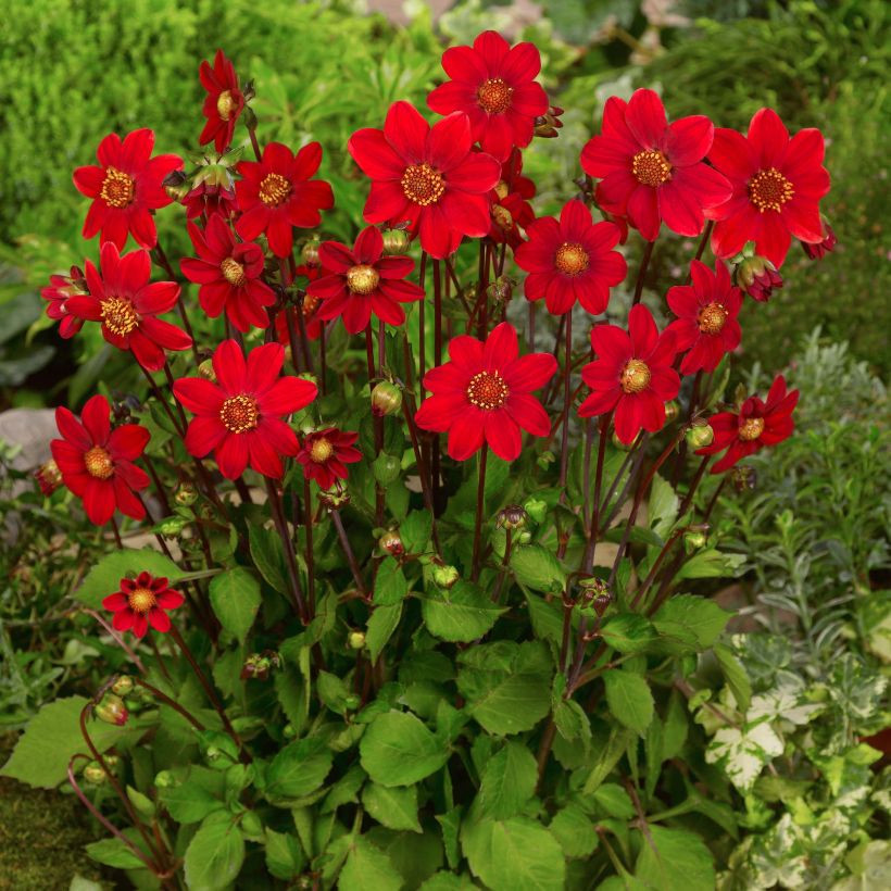 Dahlia Topmix Red (Plant habit)
