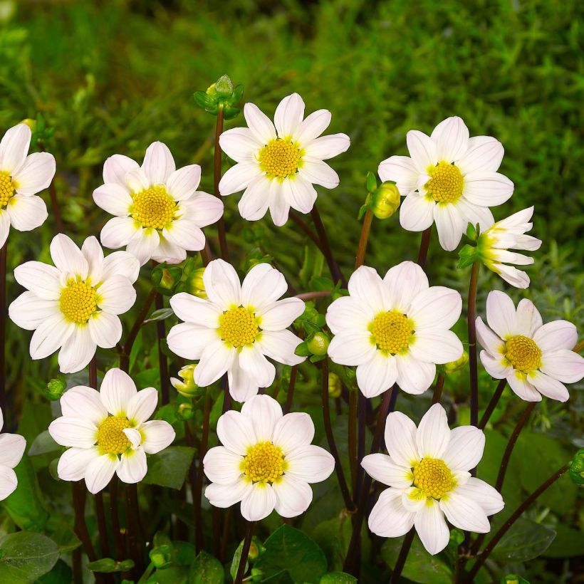 Dahlia Topmix White (Flowering)
