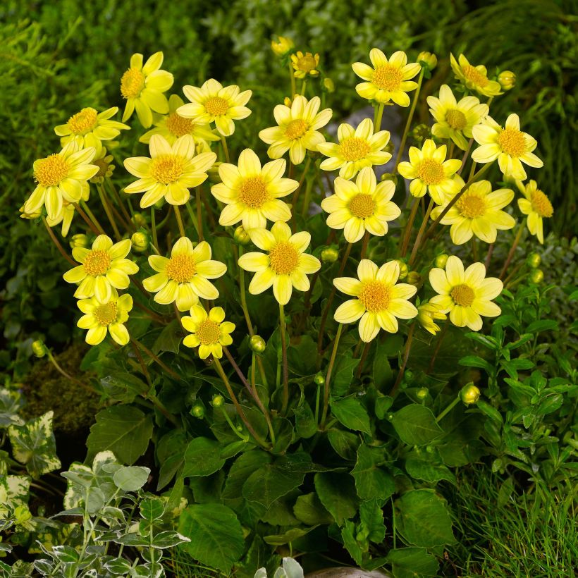 Dahlia Topmix Yellow (Plant habit)