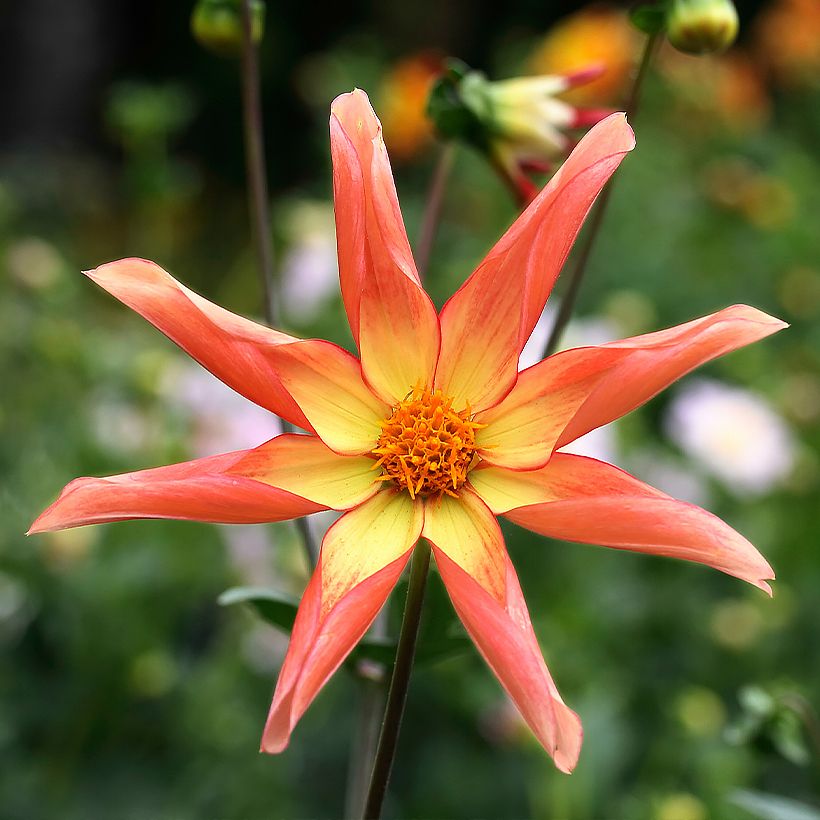 Dahlia Izarra (Flowering)