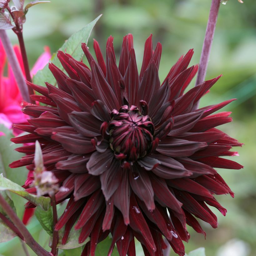 Dahlia Black Jack (Flowering)