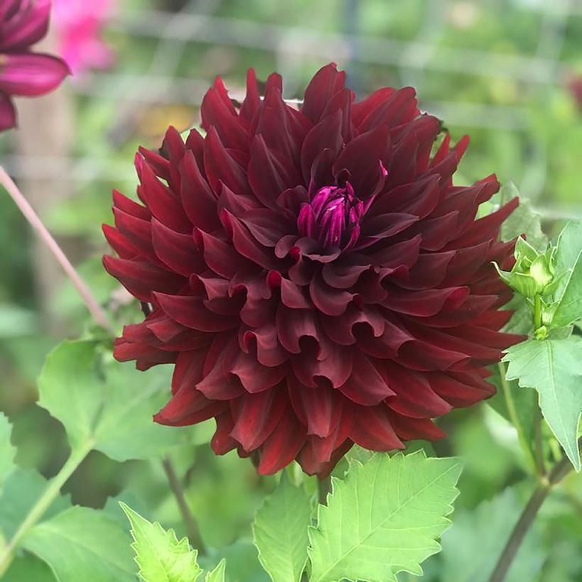 Dahlia Hollyhill Black Beauty (Flowering)