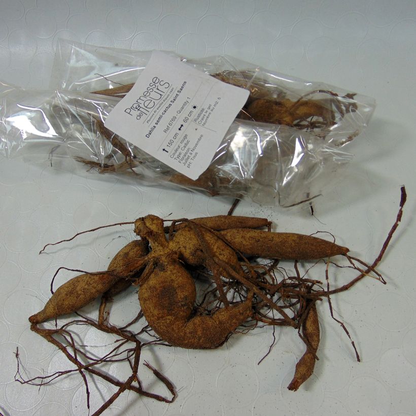 Example of Dahlia Saint Saens specimen as delivered
