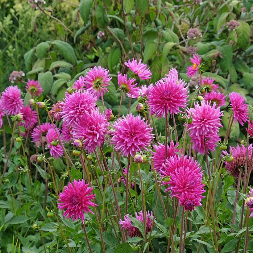Dahlia Purple Gem (Plant habit)