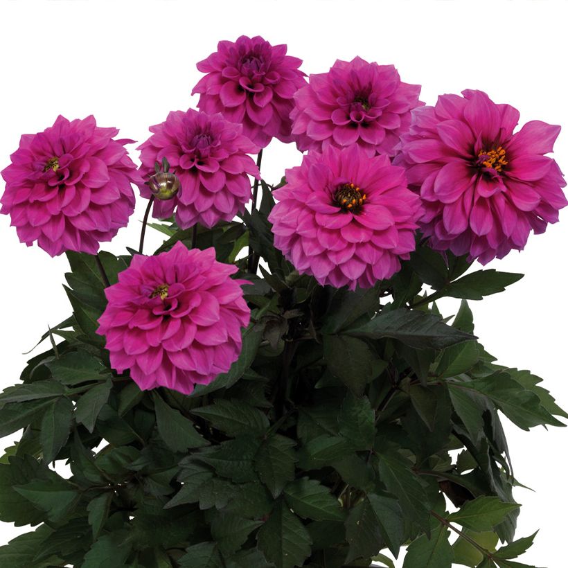 Dahlia Gardenetta Lavender (Flowering)
