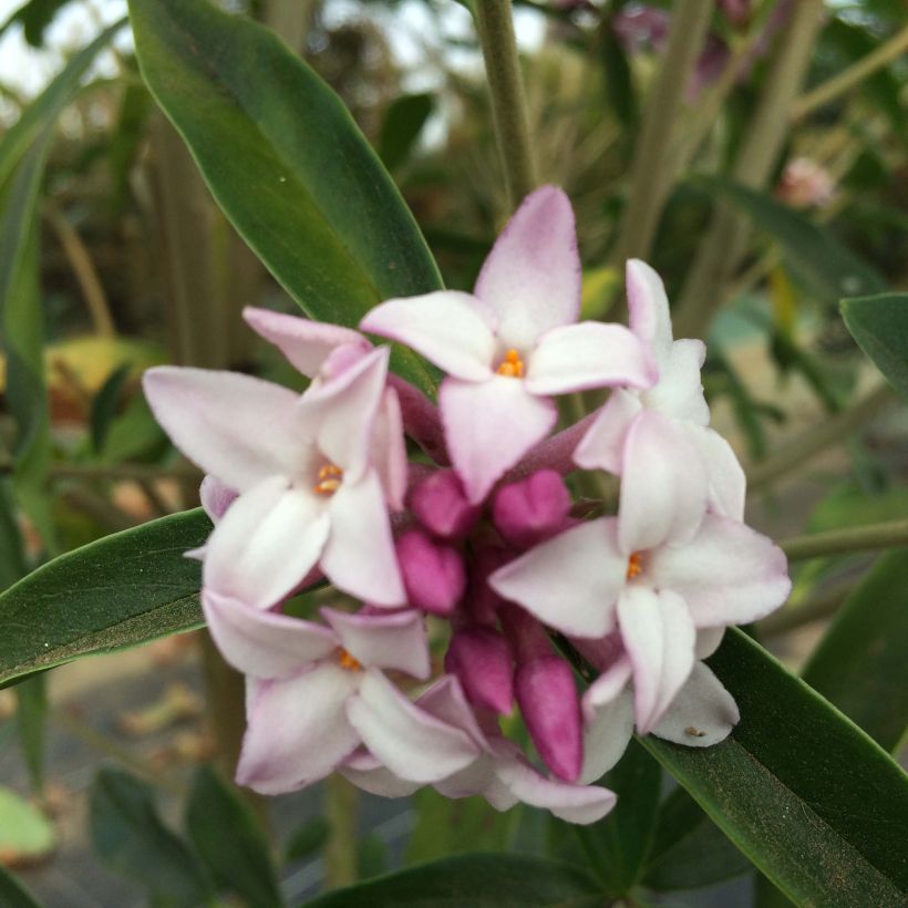 Daphne bholua Spring Beauty (Flowering)