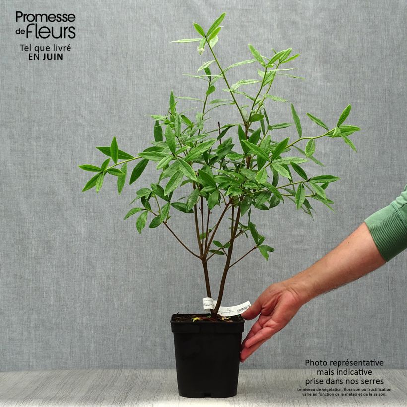 Daphne bholua Spring Beauty 3L/4L pot sample as delivered in summer