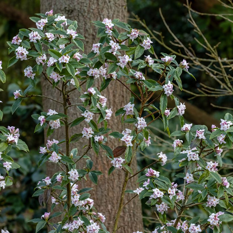 Daphne bholua (Plant habit)
