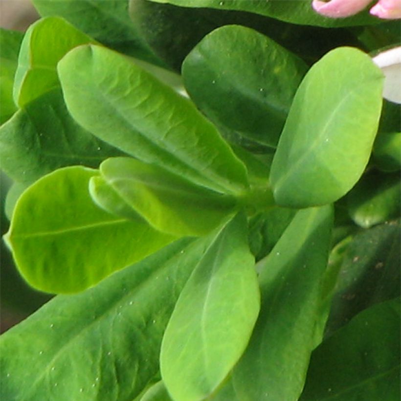 Daphne burkwoodii Somerset (Foliage)