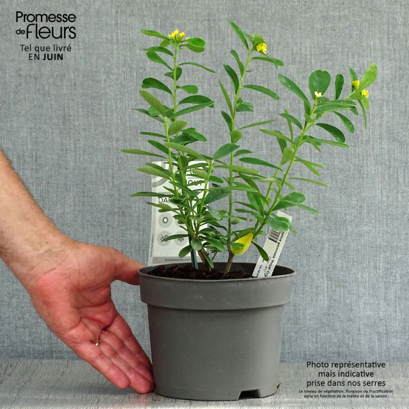 Daphne gemmata Royal Crown 2L/3L pot sample as delivered in summer