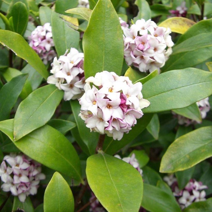 Daphne odora - Fragrant Daphne (Foliage)