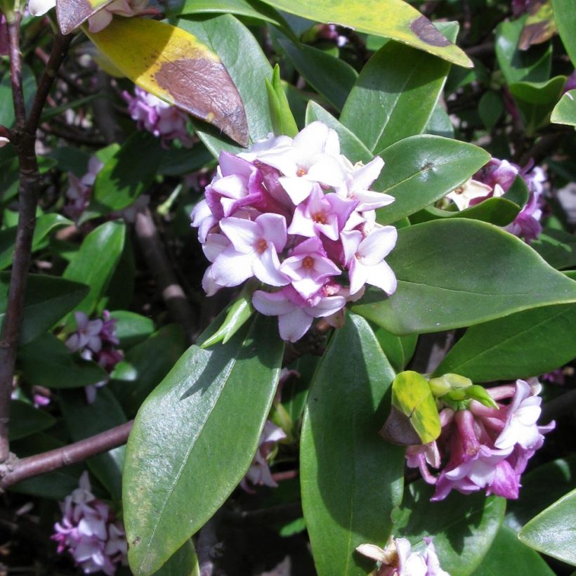 Daphne odora - Fragrant Daphne (Flowering)