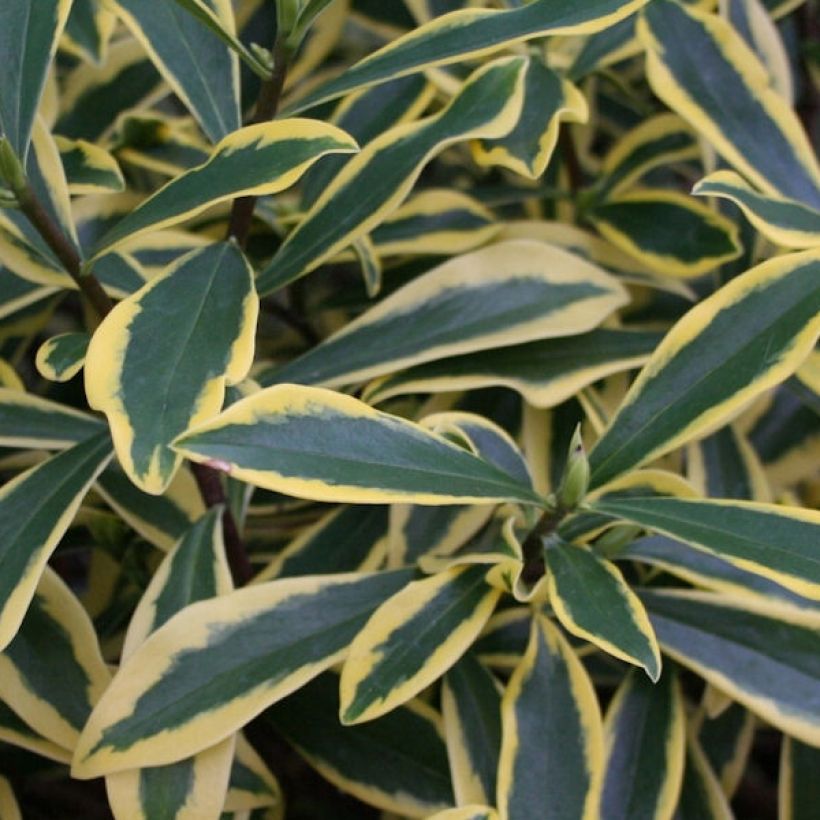 Daphne odora Marianni Rogbret (Foliage)