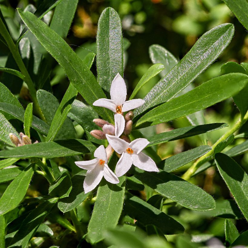 Daphne transatlantica Eternal Fragrance Blafra (Flowering)
