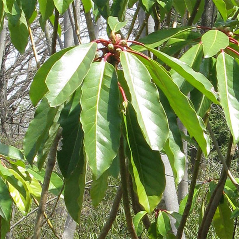 Daphniphyllum himalayense subsp. macropodum (Foliage)