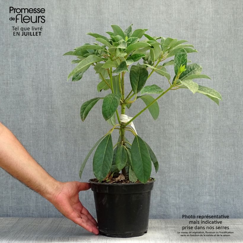 Daphniphyllum himalayense subsp. macropodum 2L/3L pot sample as delivered in summer