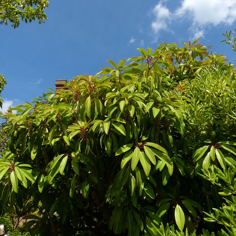 Daphniphyllum himalayense subsp. macropodum (Plant habit)