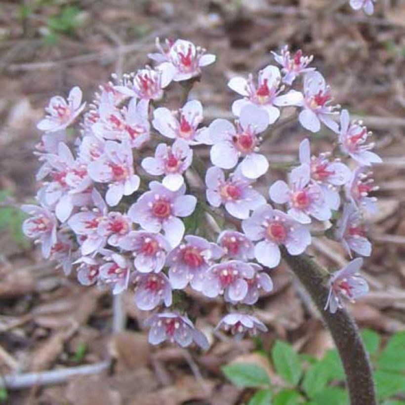 Darmera peltata (Flowering)