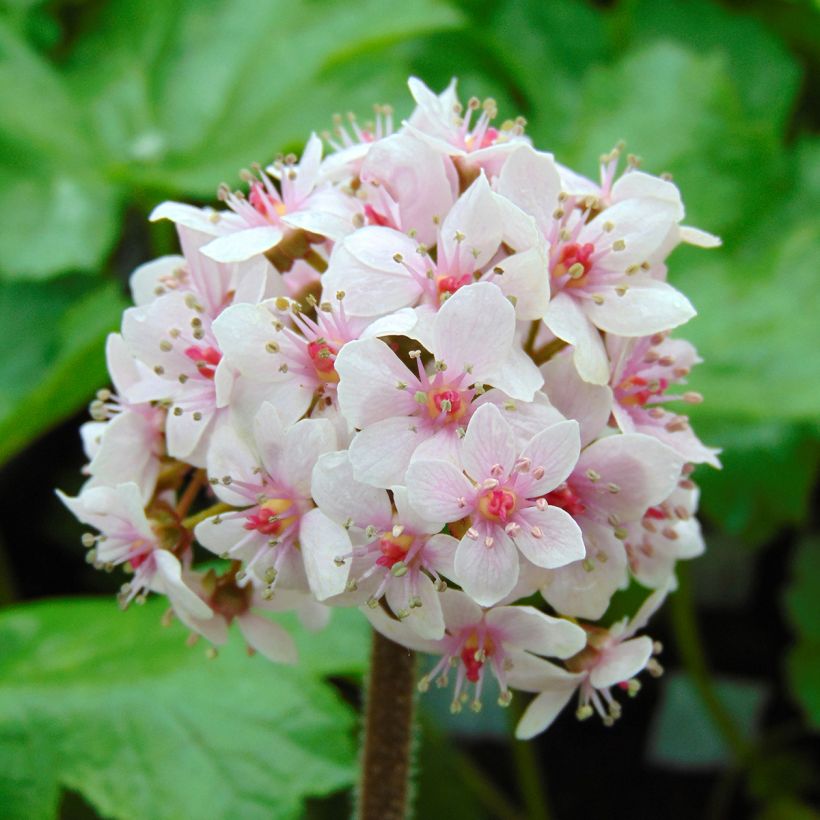 Darmera peltata (Flowering)