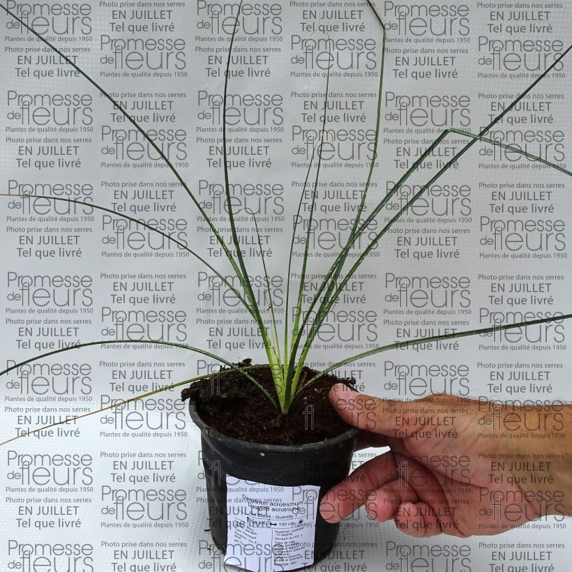 Dasylirion acrotrichum - Sotol 12cm potShipped height around 15/20cm sample as delivered in summer