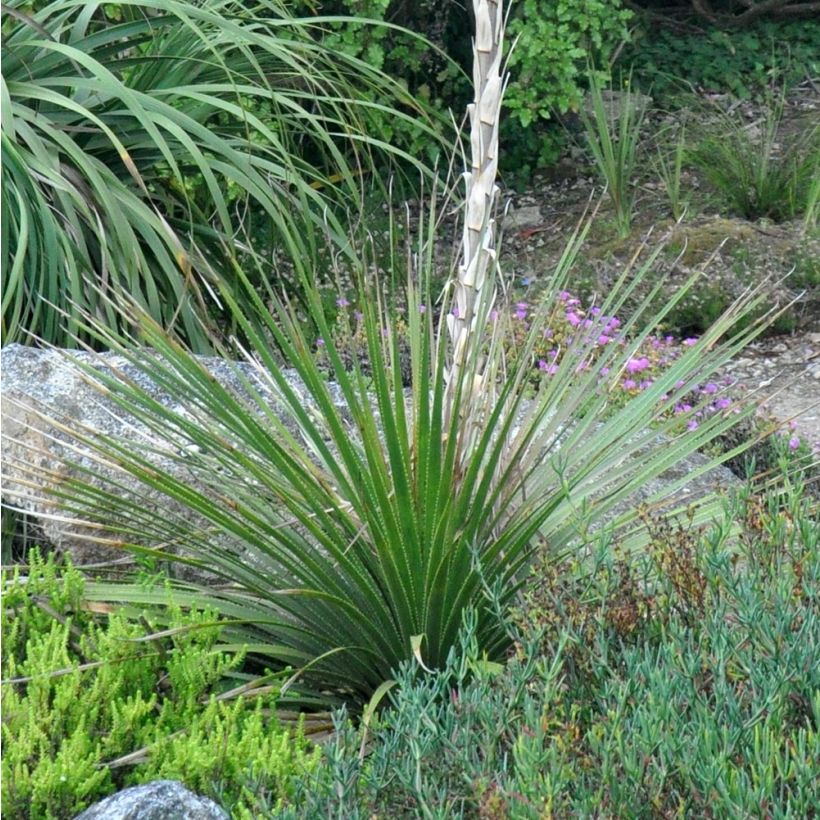 Dasylirion cedrosanum - Sotol (Plant habit)