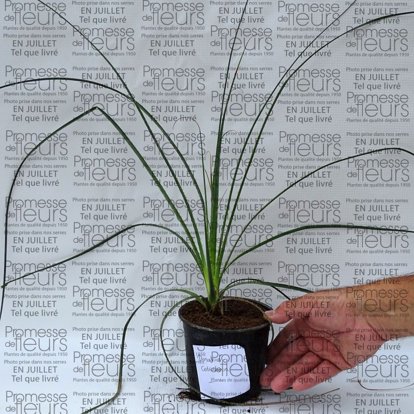 Dasylirion cedrosanum - Sotol 12cm potShipped height around 30+/-cm sample as delivered in summer