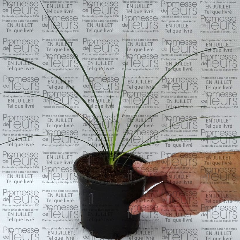 Dasylirion leiophyllum - Sotol 12cm potShipped height around 15/20cm sample as delivered in summer