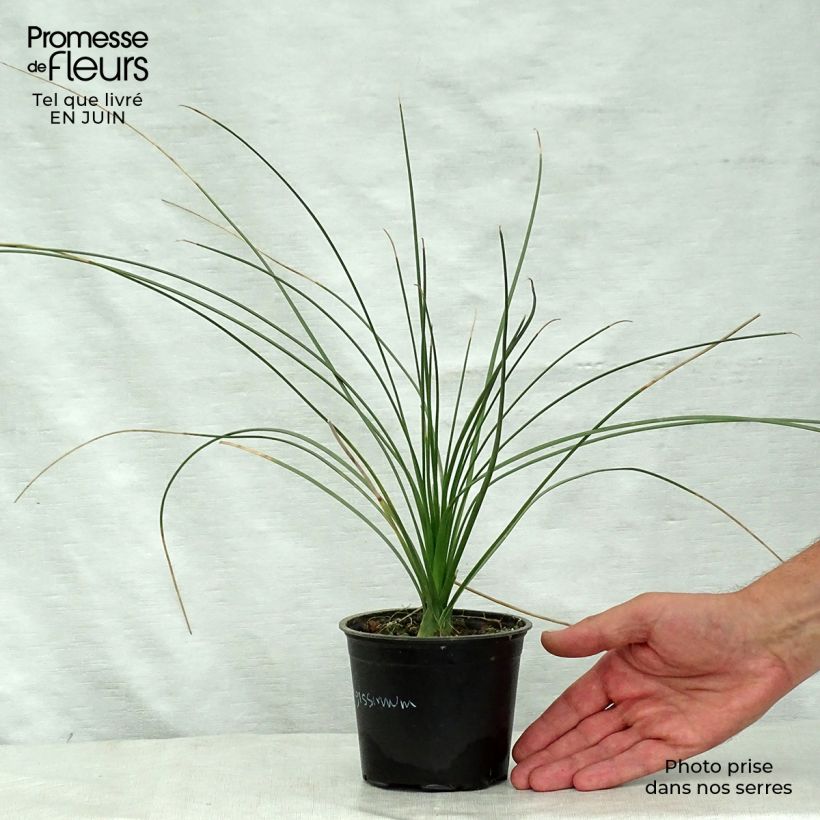 Dasylirion longissimum - Sotol 12cm pot sample as delivered in summer