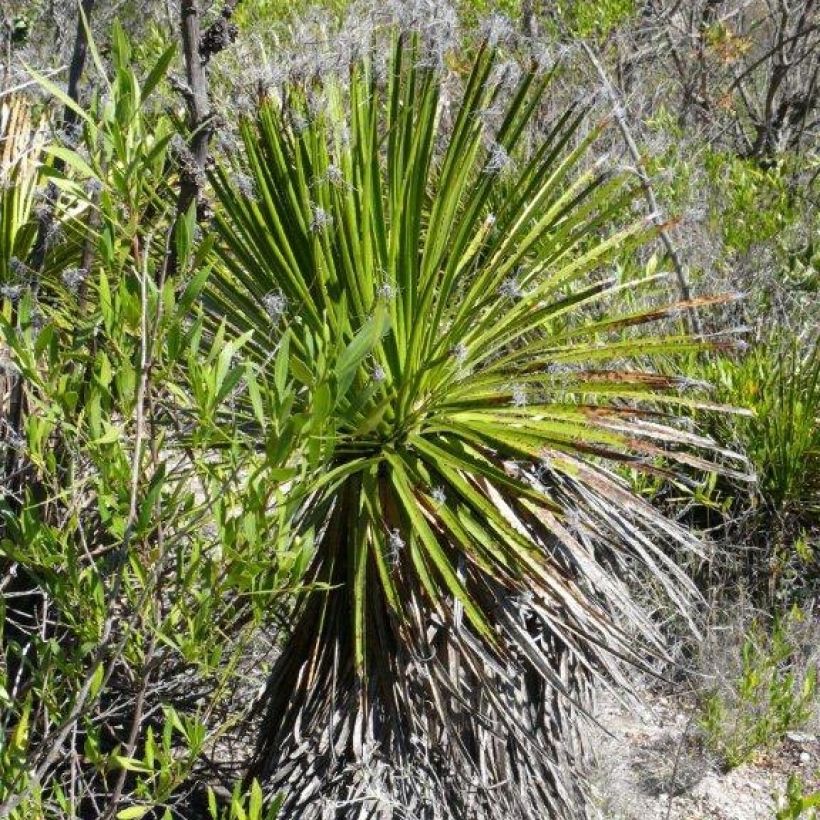 Dasylirion lucidum - Sotol (Plant habit)