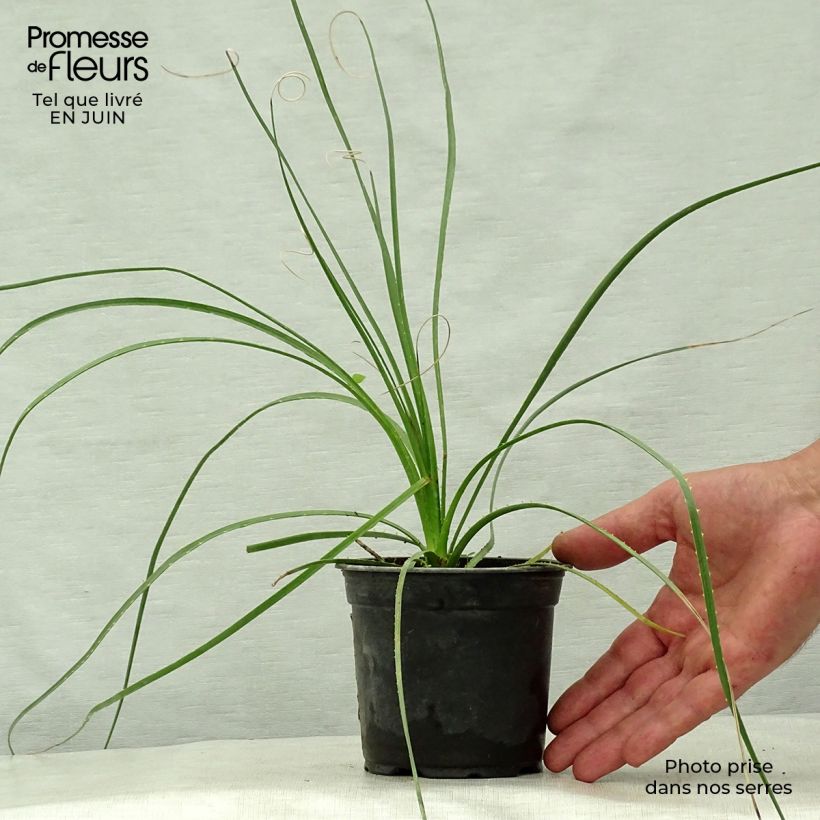 Dasylirion lucidum - Sotol brillant Pot de 12 cm sample as delivered in summer
