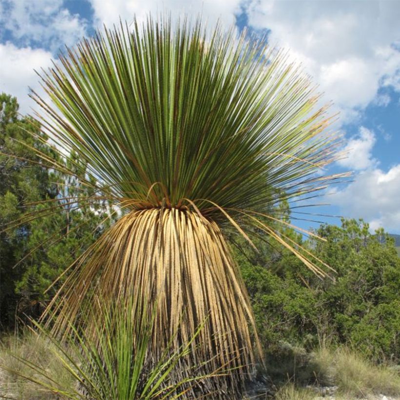 Dasylirion miquihuanensis - Sotol (Plant habit)