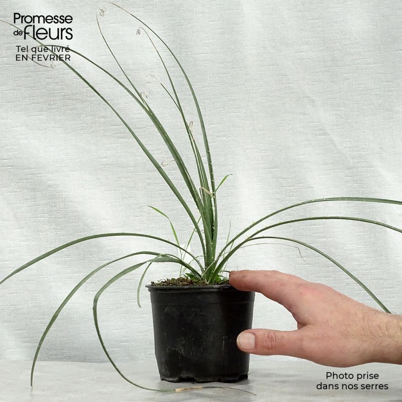 Dasylirion miquihuanensis Pot de 12 cm sample as delivered in winter