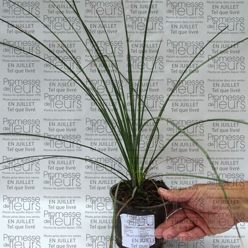 Dasylirion quadrangulatum - Sotol 12cm potShipped height around 15/20cm sample as delivered in summer